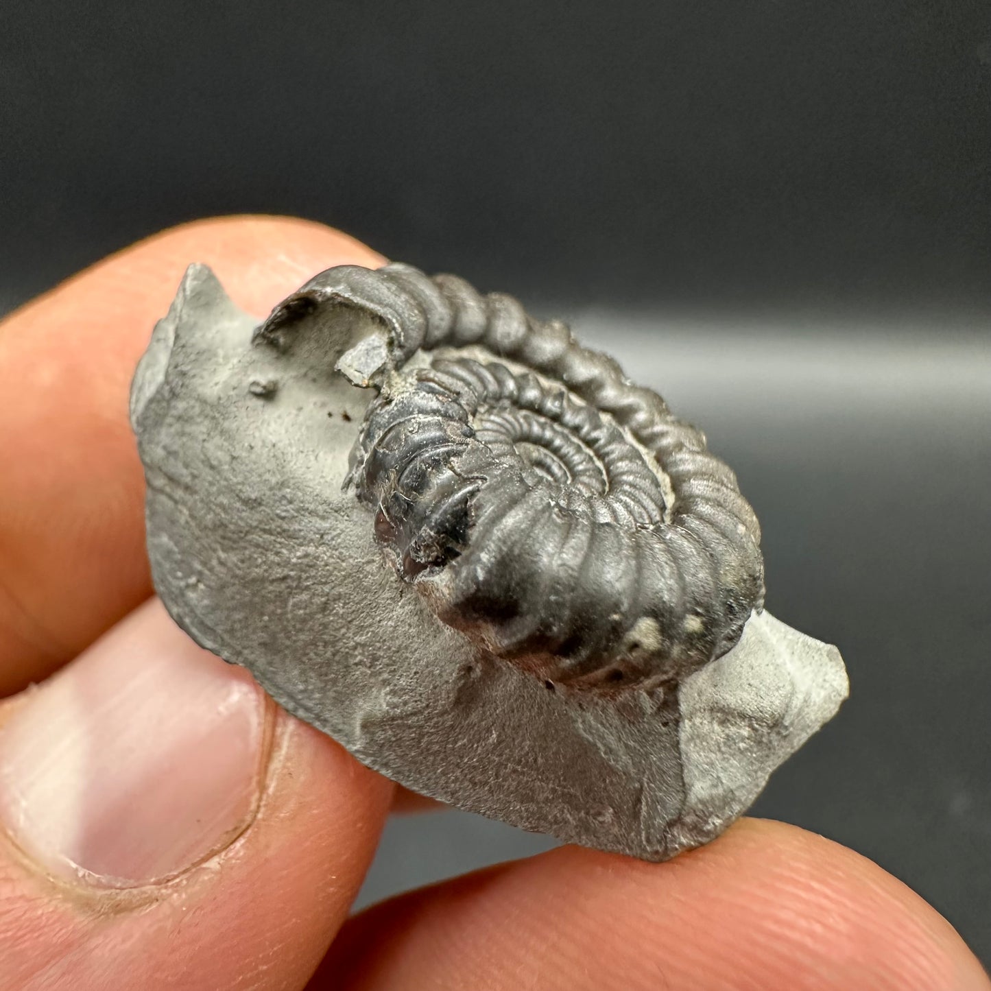 Gagaticeras Ammonite fossil with box and stand - Whitby, North Yorkshire Jurassic Coast Yorkshire Fossils