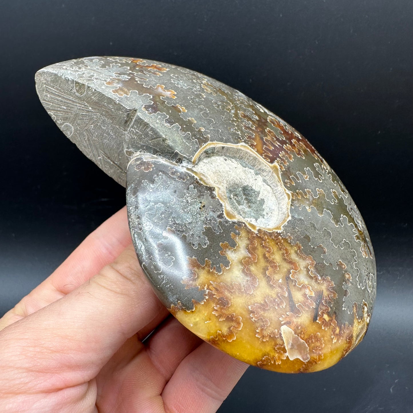 Cleoniceras Ammonite Fossil With Stand - Cretaceous Ammonite Madagascar