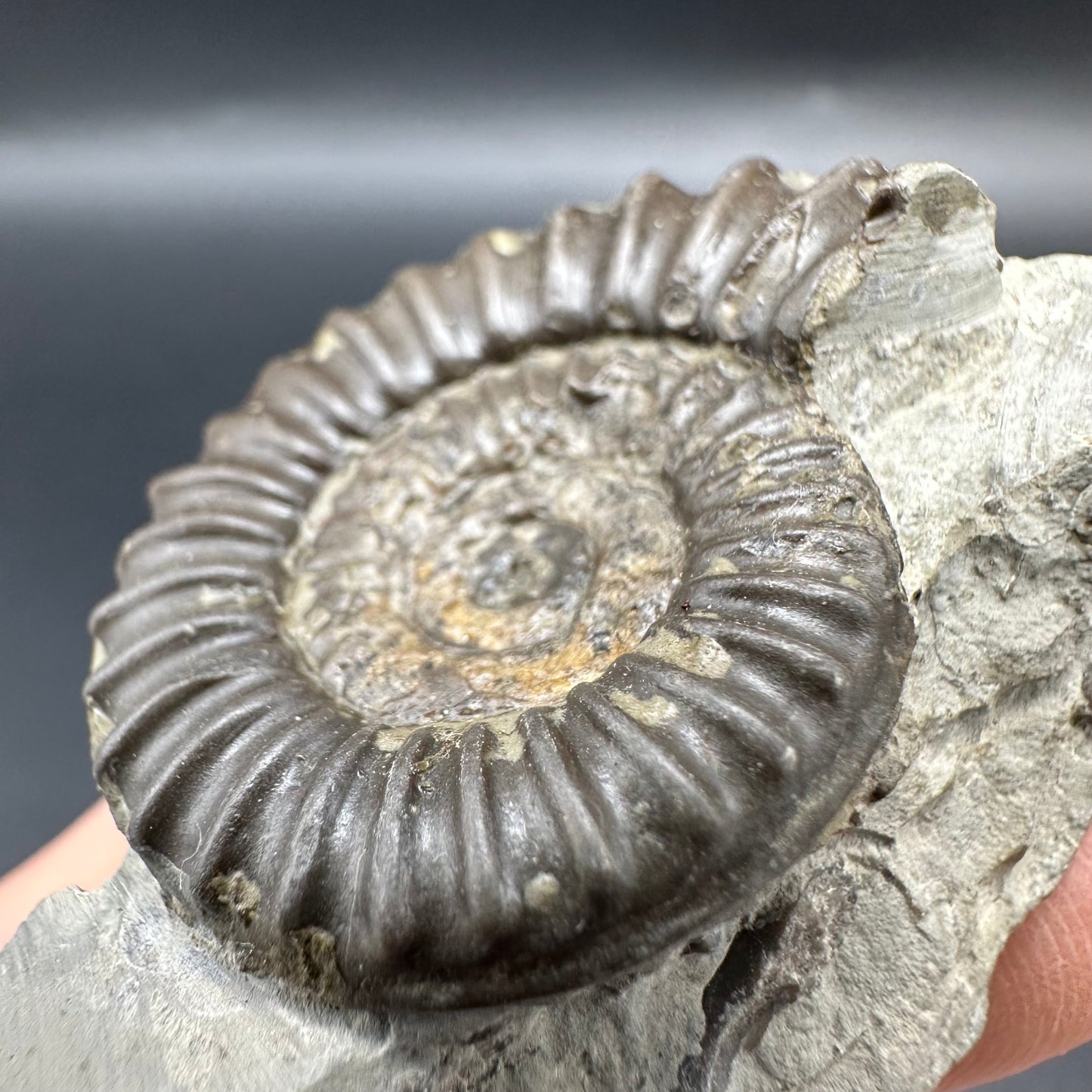 Arnioceras ammonite shell fossil - Whitby, North Yorkshire Jurassic Coast Yorkshire Fossils