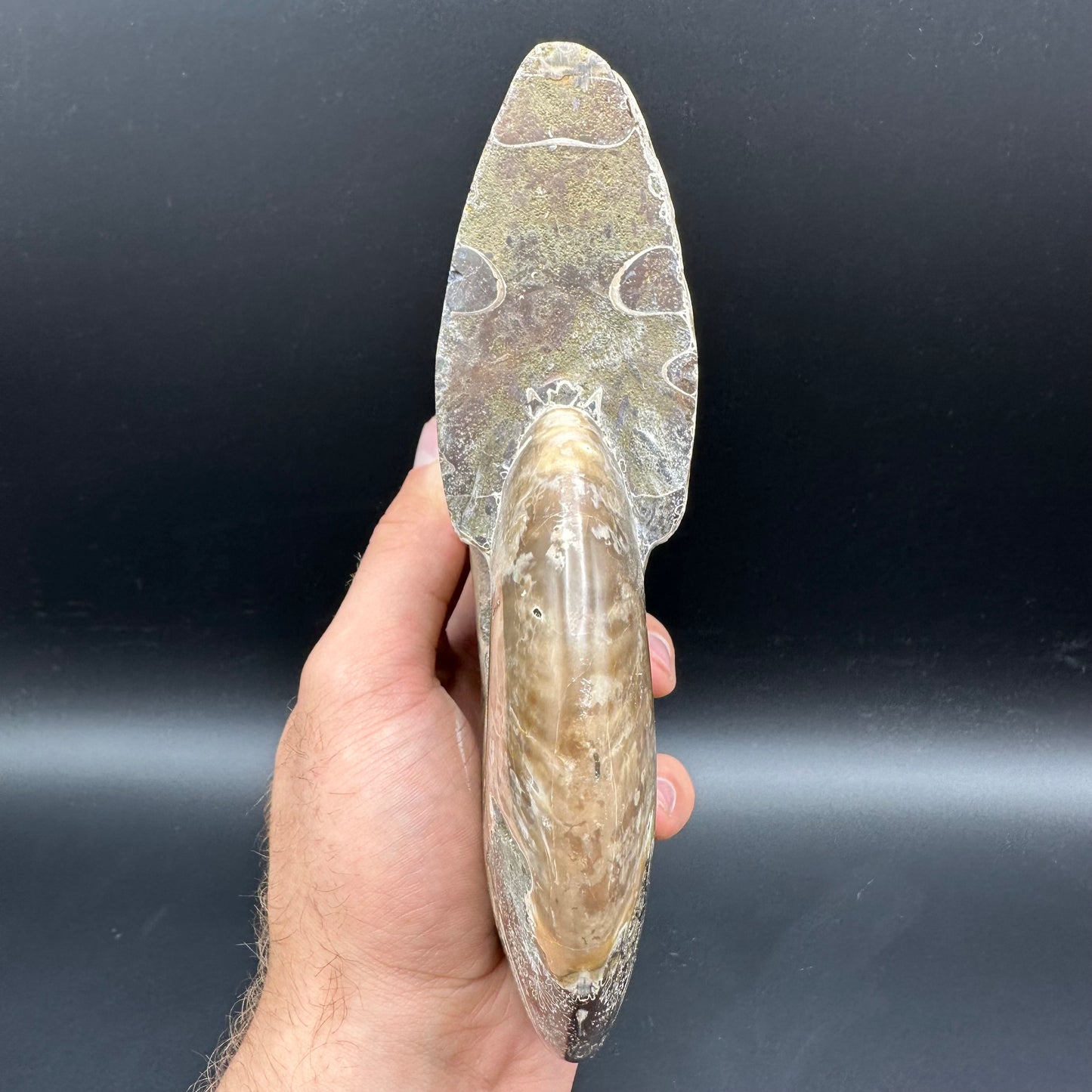 Cleoniceras Ammonite Fossil With Stand - Cretaceous Ammonite Madagascar