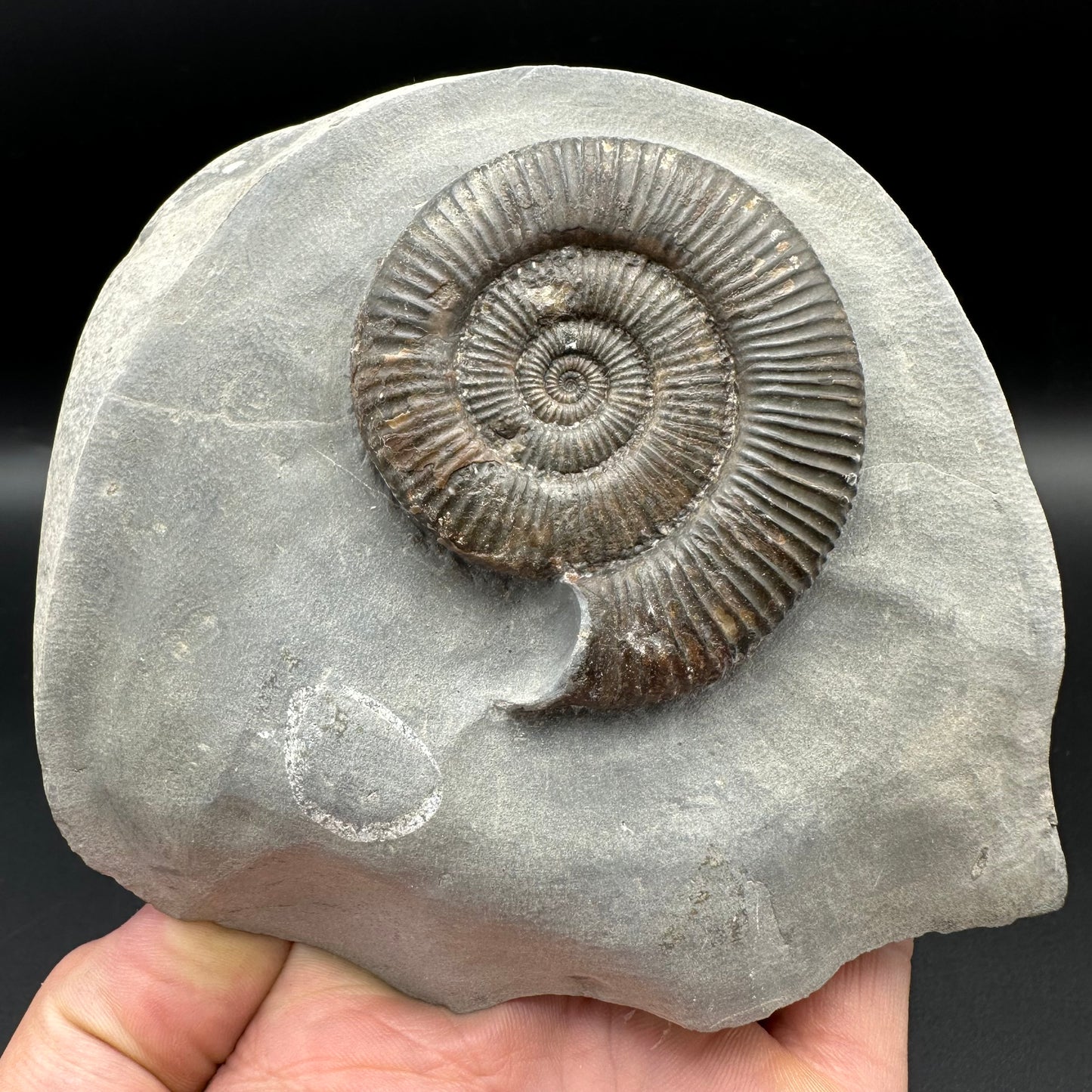 Zugodactylites ammonite fossil - Whitby, North Yorkshire Jurassic Coast, Yorkshire fossils