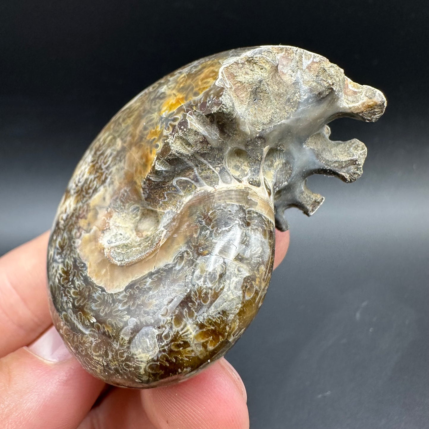 Phylloceras Ammonite Fossil With Box And Stand - Cretaceous Ammonite Madagascar