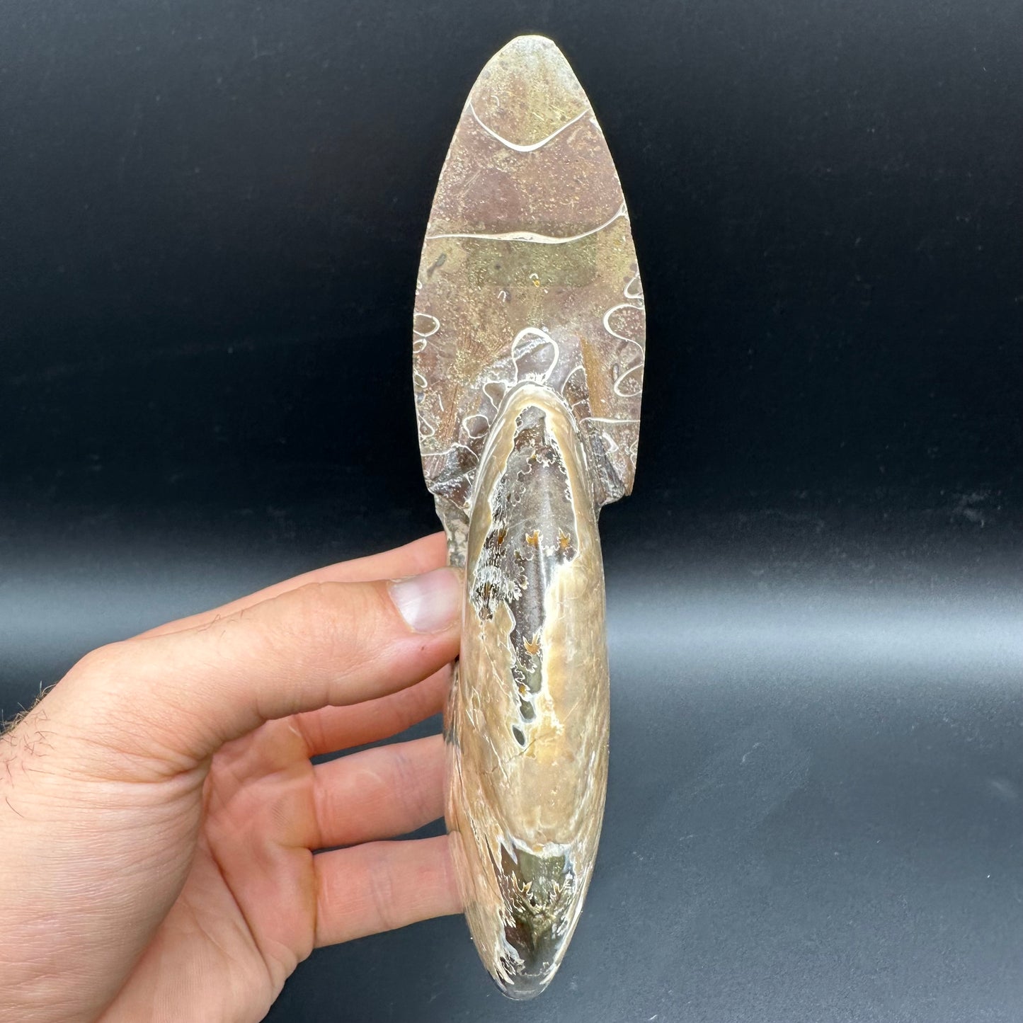 Cleoniceras Ammonite Fossil With Stand - Cretaceous Ammonite Madagascar