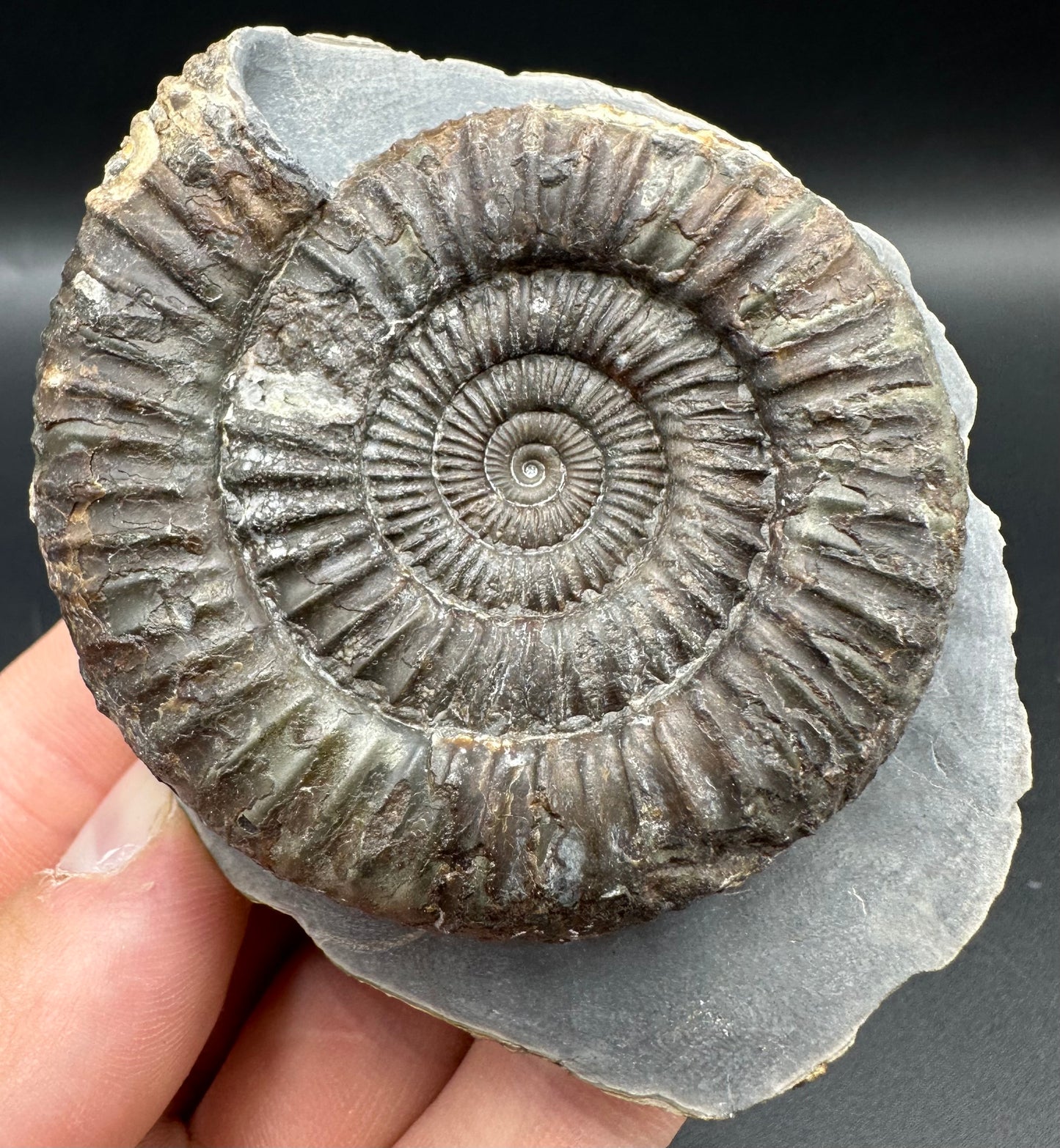 Dactylioceras Ammonite Fossil With Box And Stand - Whitby, North Yorkshire Jurassic Coast Yorkshire Fossils
