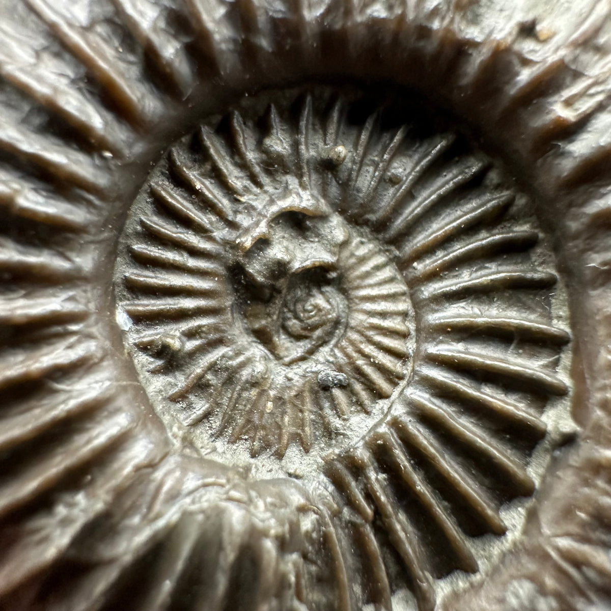 Schlothemia sp. ammonite fossil with box and stand - Whitby, North Yorkshire Jurassic Coast, Yorkshire fossils
