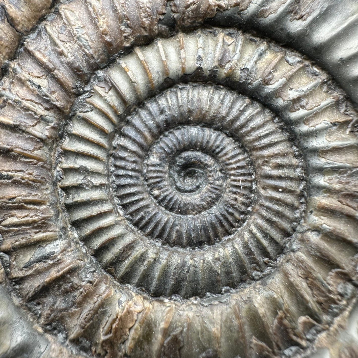 Dactylioceras Ammonite Fossil - Whitby, North Yorkshire Jurassic Coast Yorkshire Fossils