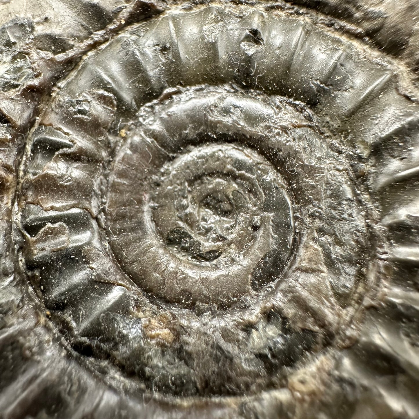 Arnioceras ammonite shell fossil - Whitby, North Yorkshire Jurassic Coast Yorkshire Fossils