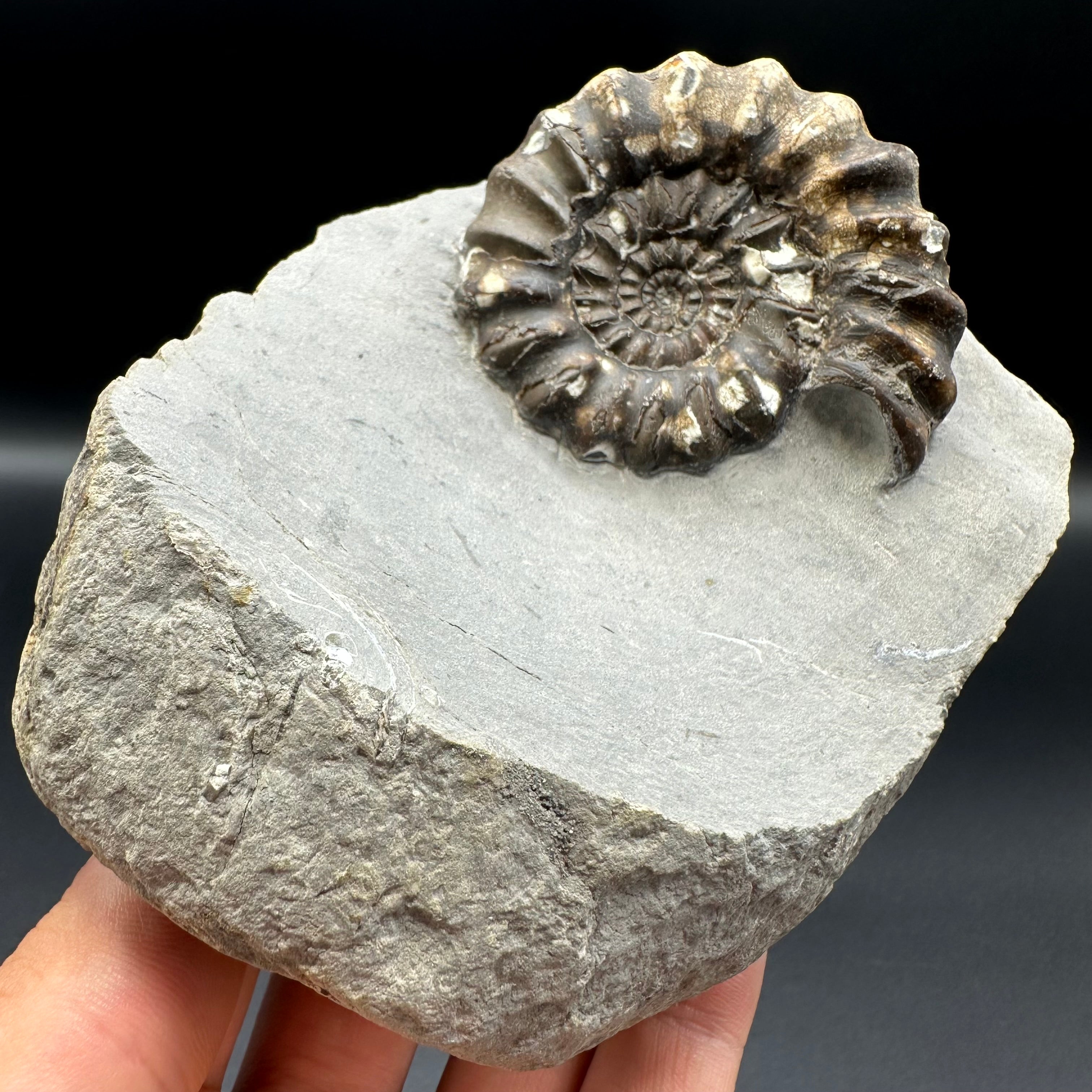 Androgynoceras maculatum ammonite fossil - Whitby, North Yorkshire Jur ...