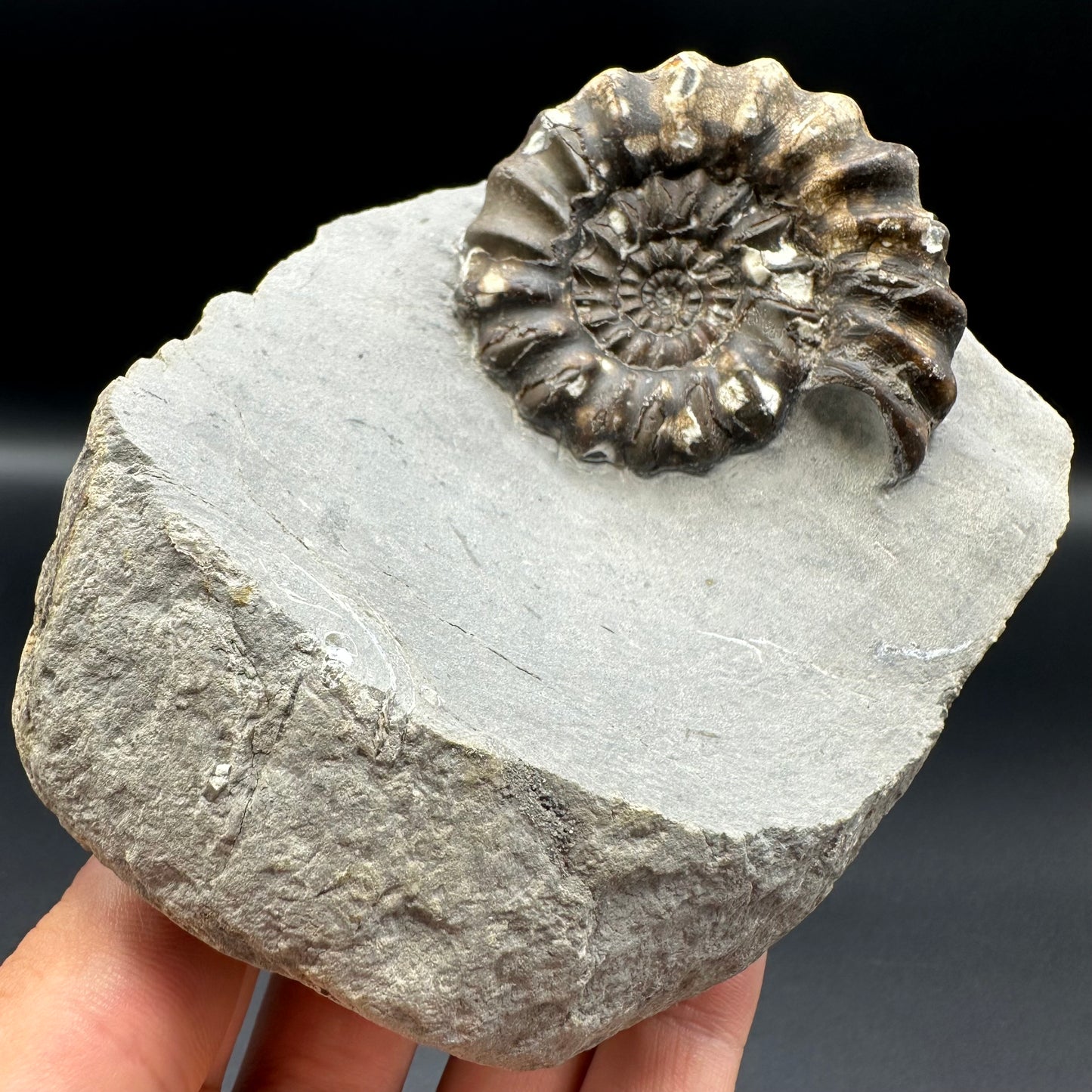 Androgynoceras maculatum ammonite fossil - Whitby, North Yorkshire Jurassic Coast Yorkshire Fossils