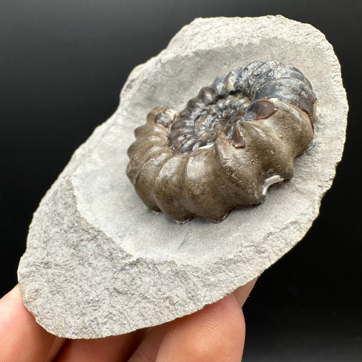 Androgynoceras maculatum ammonite fossil with box and stand - Whitby, North Yorkshire Jurassic Coast Yorkshire Fossils
