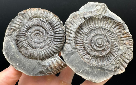 Dactylioceras Ammonite nodule (split pair) Fossil With Box And Stand - Whitby, North Yorkshire Jurassic Coast Yorkshire Fossils