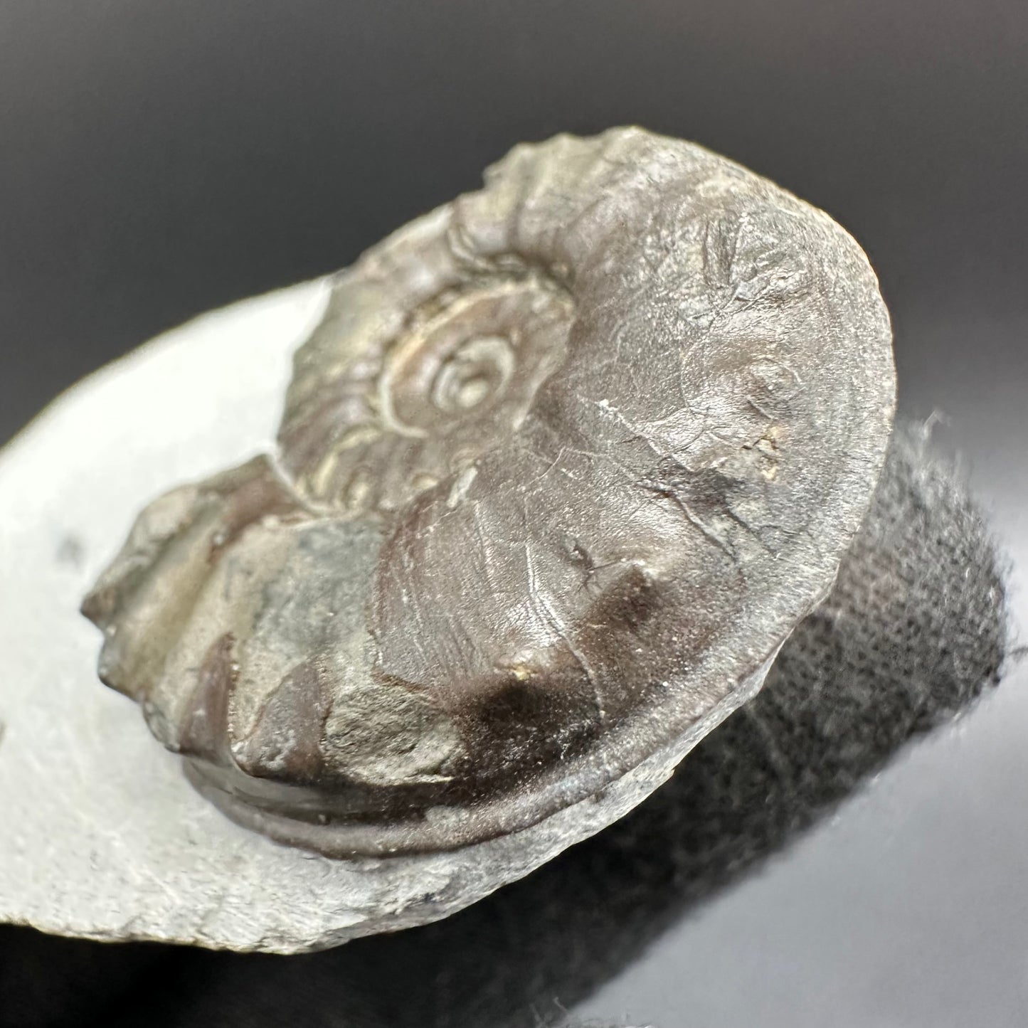Agassiceras shell fossil with box and stand - Whitby, North Yorkshire Jurassic Coast Yorkshire Fossils