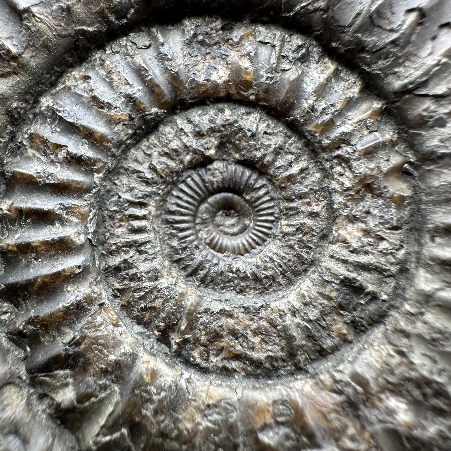 Dactylioceras Ammonite Fossil With box and Stand - Whitby, North Yorkshire Jurassic Coast Yorkshire Fossils