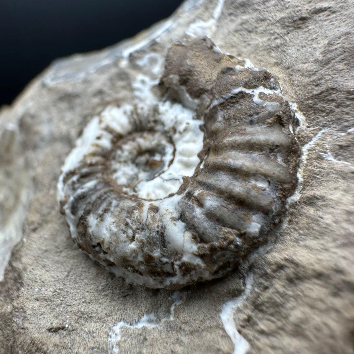 Androgynoceras capricornus Ammonite Fossil With Stand - Whitby, North Yorkshire Jurassic Coast Yorkshire Fossils