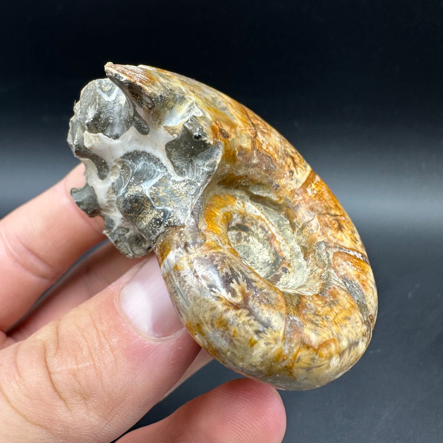 Lytoceras Ammonite Fossil With Box And Stand - Cretaceous Ammonite Madagascar