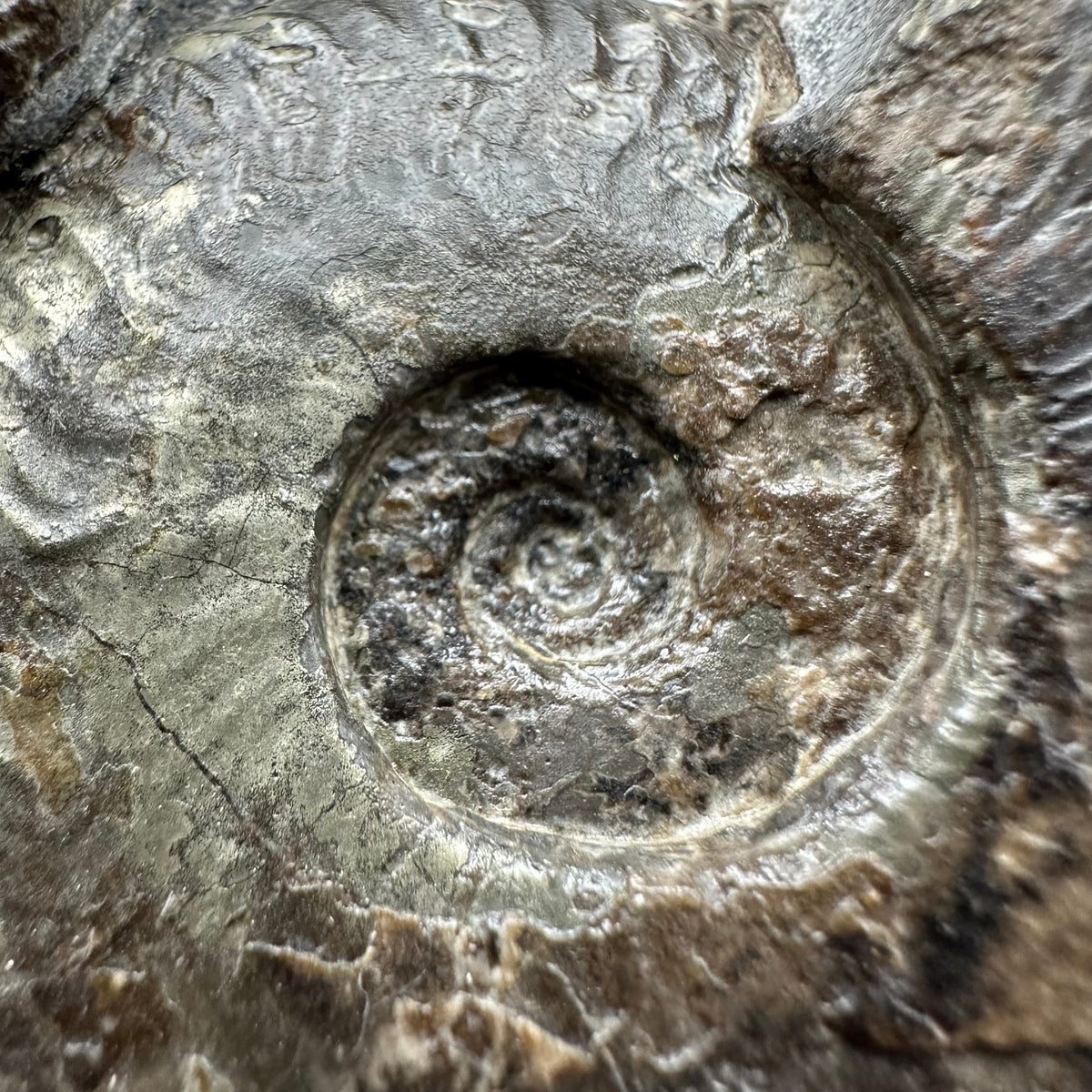 Harpoceras Sp. Ammonite fossil with stand - Whitby, North Yorkshire Jurassic Coast Yorkshire Fossils