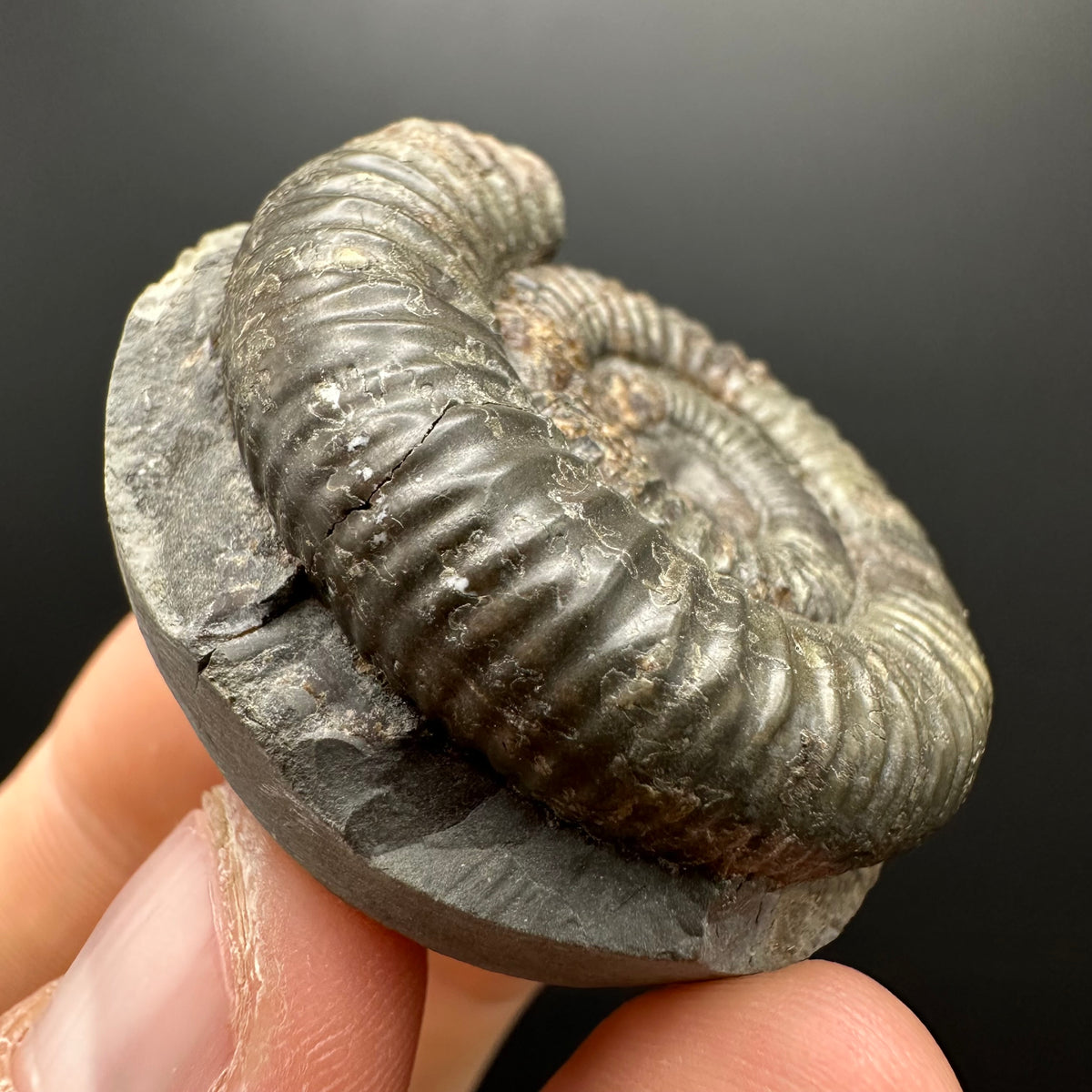 Dactylioceras Ammonite Fossil With box and Stand - Whitby, North Yorkshire Jurassic Coast Yorkshire Fossils