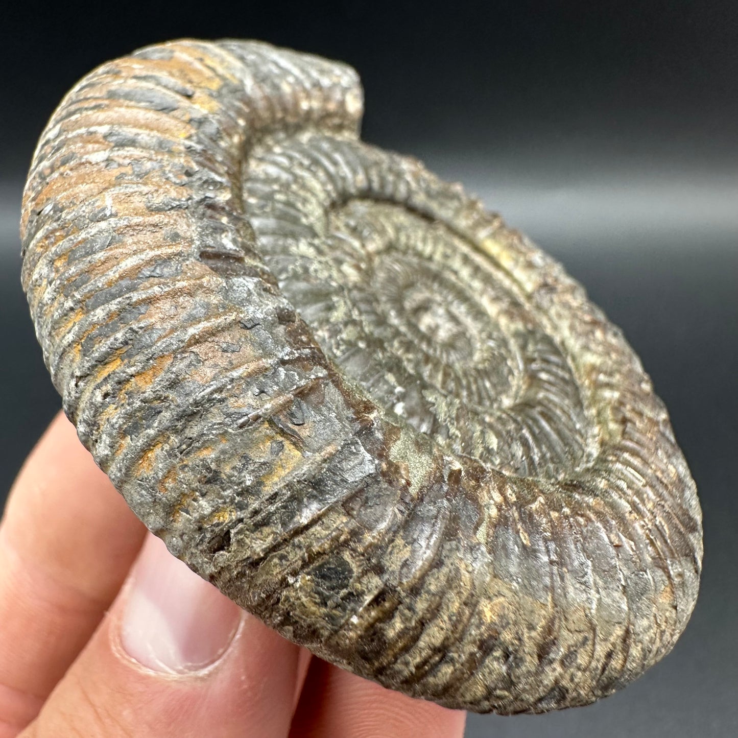 Dactylioceras Ammonite Fossil With Box And Stand - Whitby, North Yorkshire Jurassic Coast Yorkshire Fossils