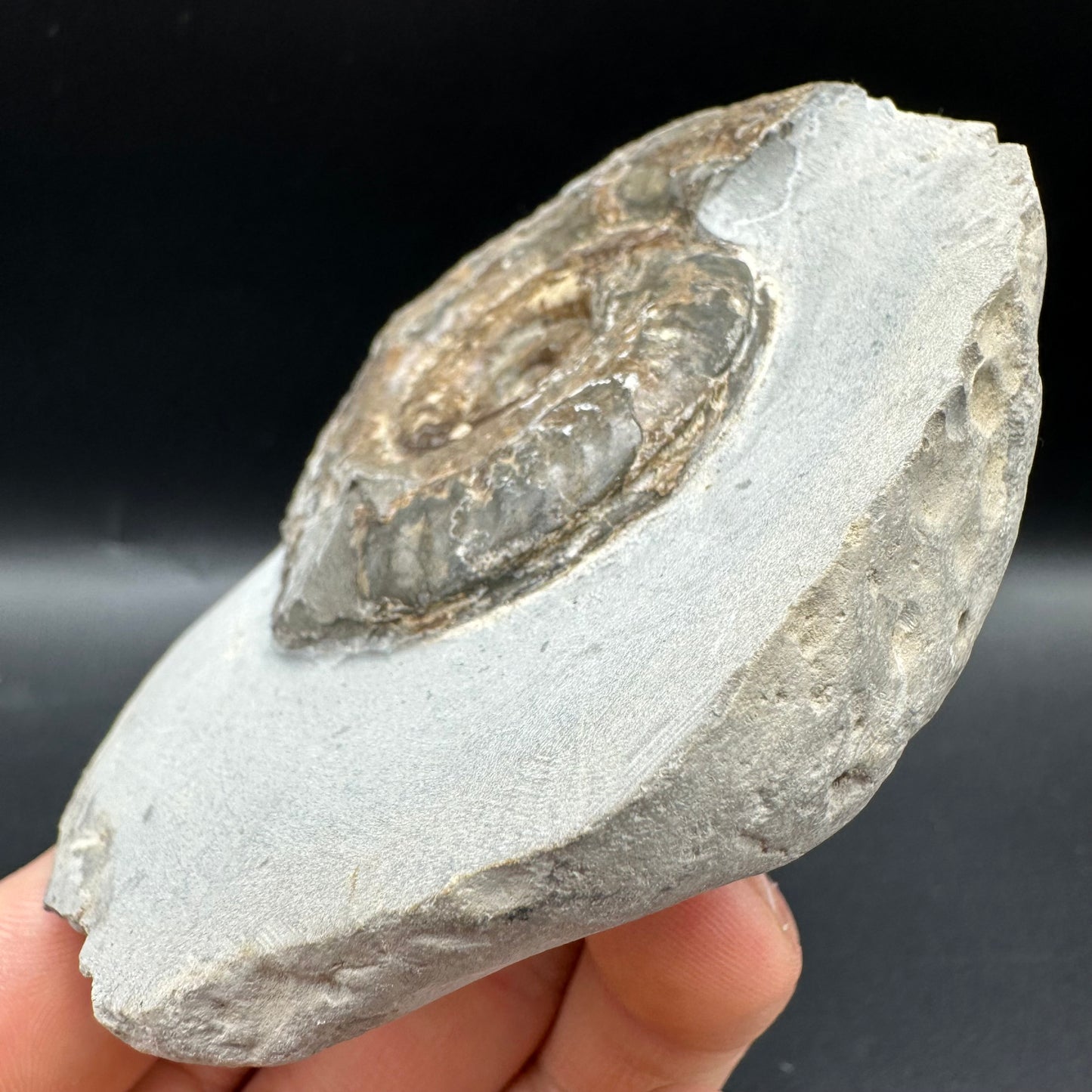 Hildoceras Bifrons Ammonite fossil with box and stand - Whitby, North Yorkshire Jurassic Coast, Yorkshire Fossils from the Jurassic Coast