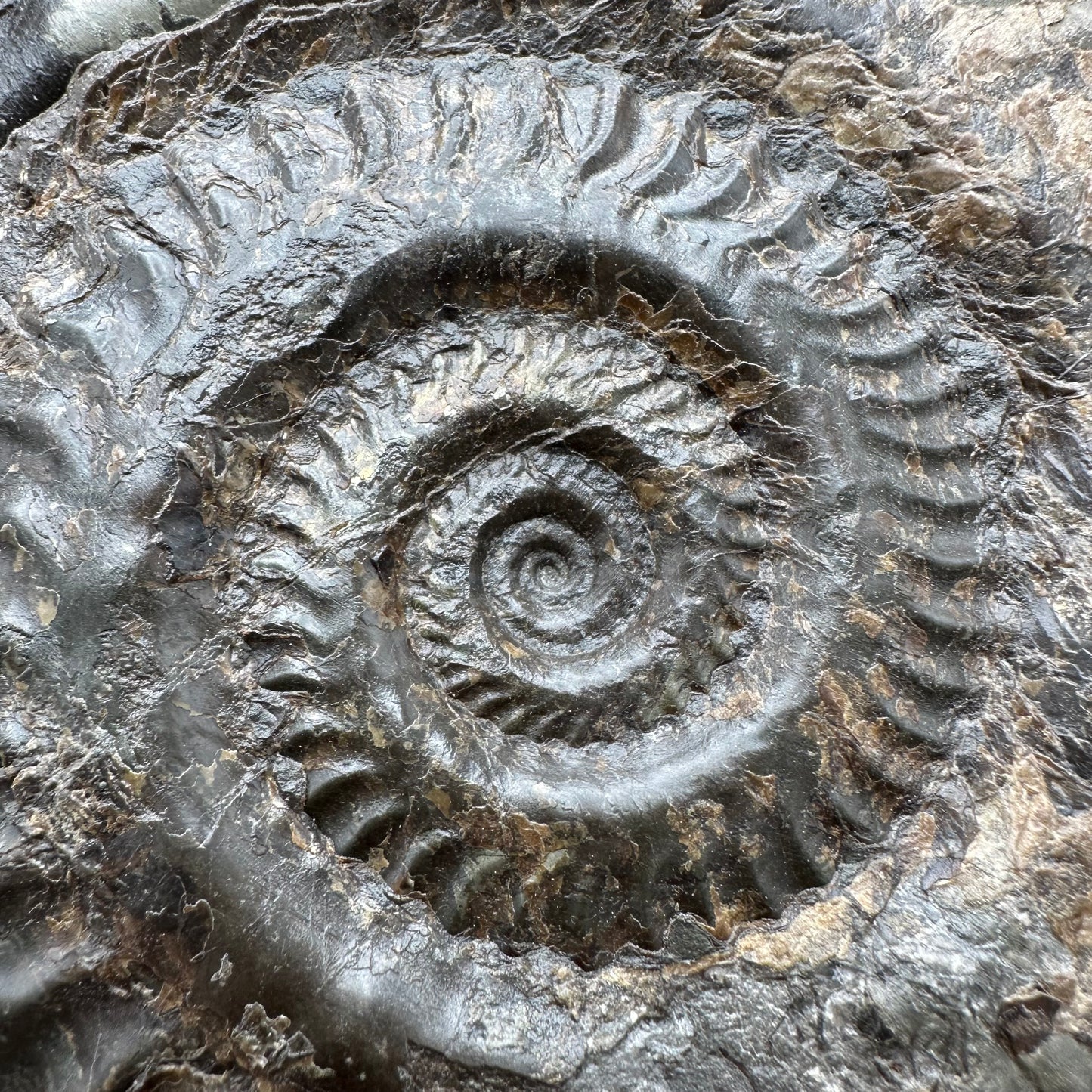 Hildoceras lusitanicum Ammonite fossil - Whitby, North Yorkshire, Jurassic Coast, Yorkshire Fossils from the Jurassic Coast