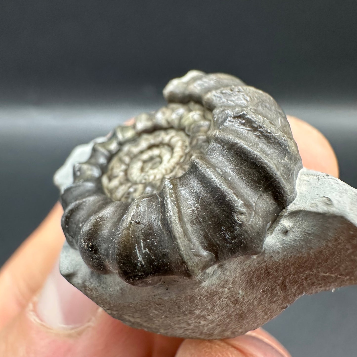 Gagaticeras Ammonite fossil with box and stand - Whitby, North Yorkshire Jurassic Coast Yorkshire Fossils