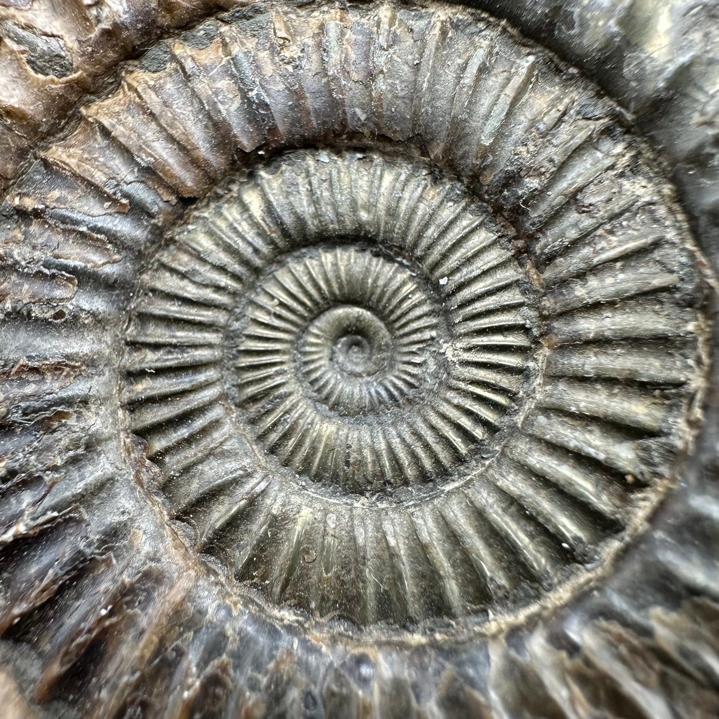 Dactylioceras Ammonite Fossil With Box And Stand - Whitby, North Yorkshire Jurassic Coast Yorkshire Fossils