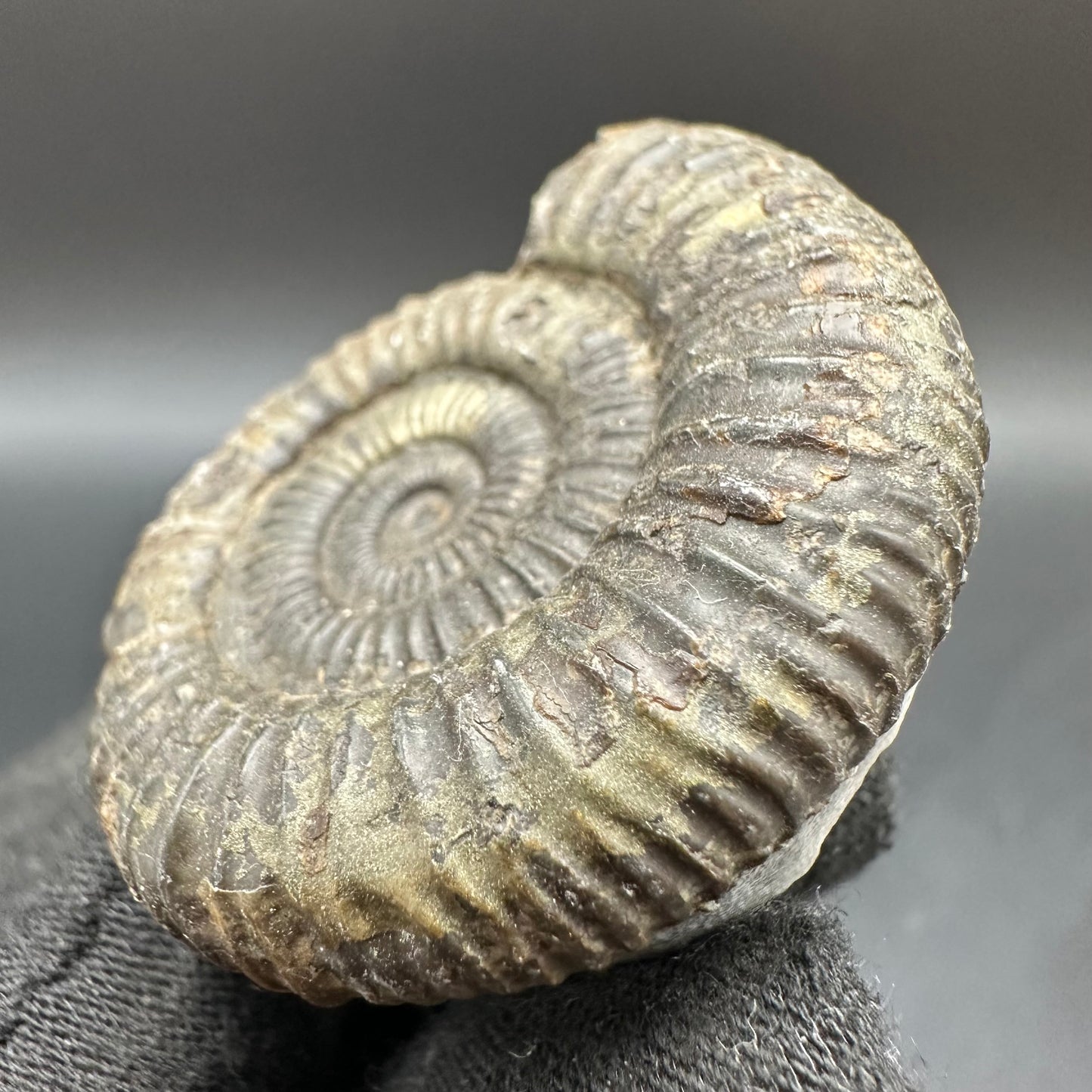 Dactylioceras Ammonite Fossil With Box And Stand - Whitby, North Yorkshire Jurassic Coast Yorkshire Fossils