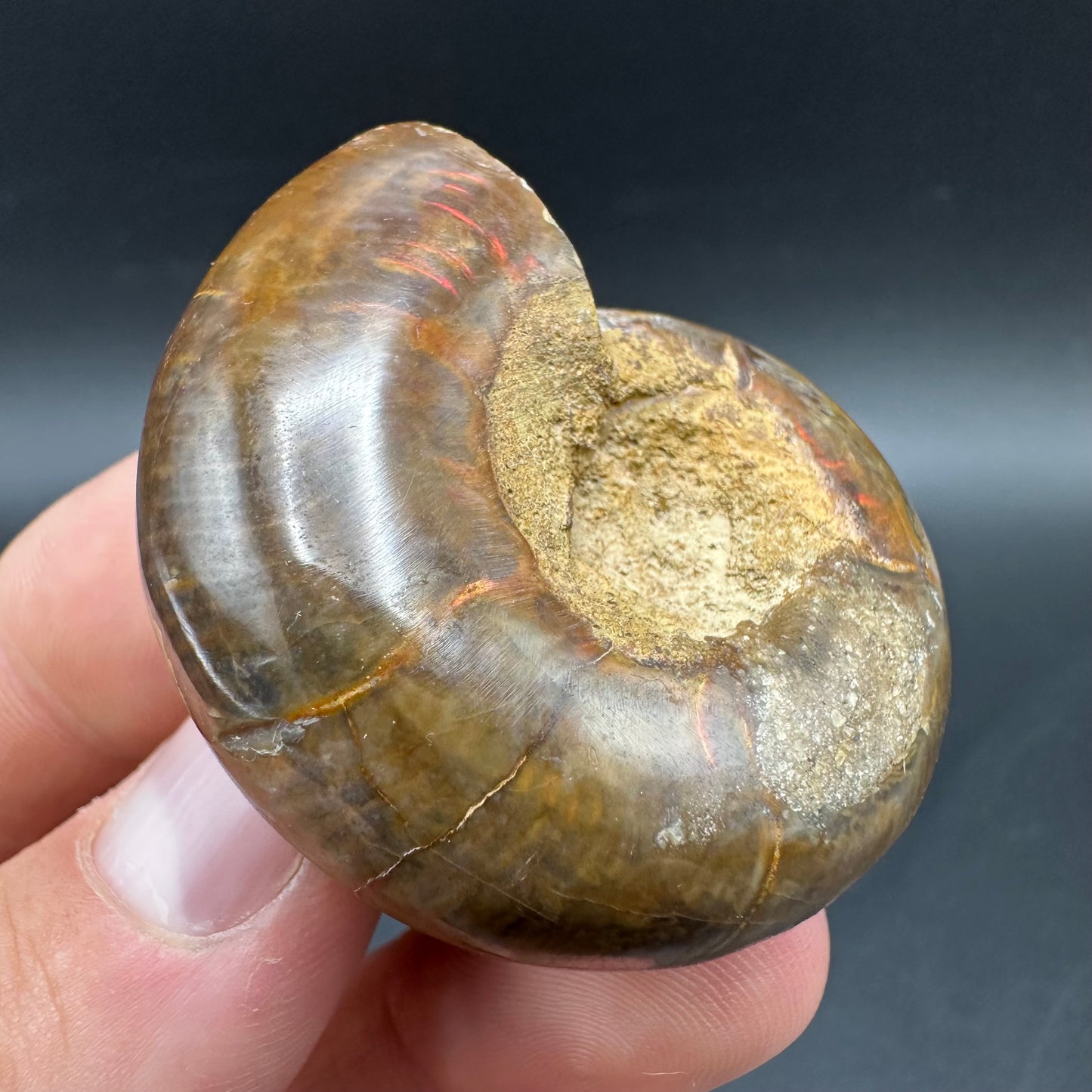 Puzosia Ammonite Fossil With Box And Stand - Cretaceous Ammonite Madagascar