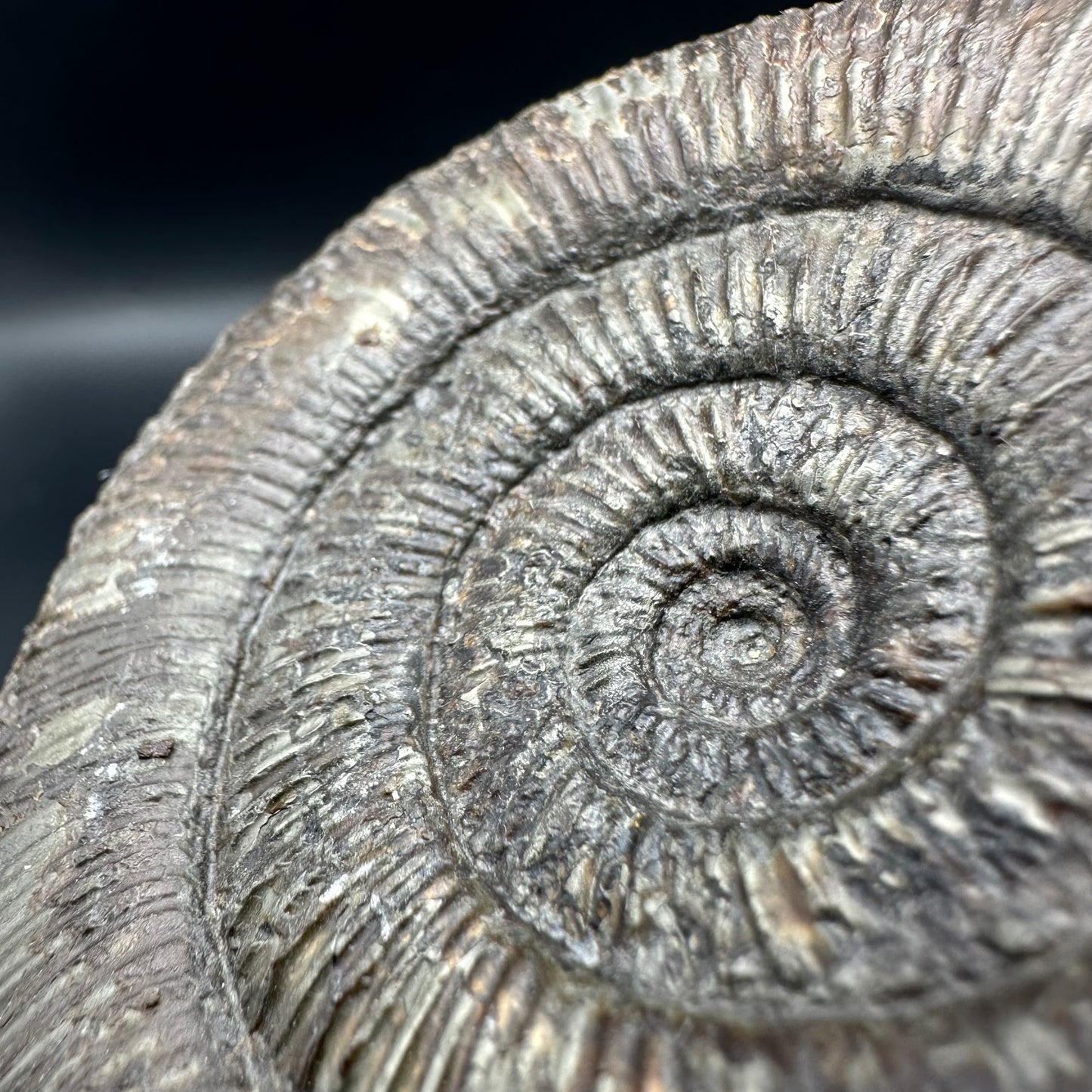 Dactylioceras semicelatum ammonite fossil with box and stand - Whitby, North Yorkshire Jurassic Coast Yorkshire Fossils