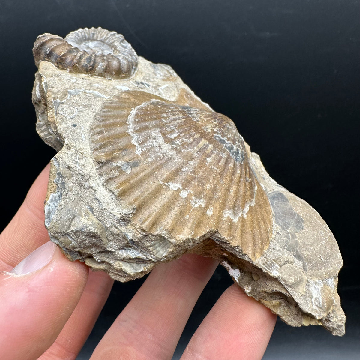 Androgynoceras capricornus Ammonite Fossil With Stand - Whitby, North Yorkshire Jurassic Coast Yorkshire Fossils
