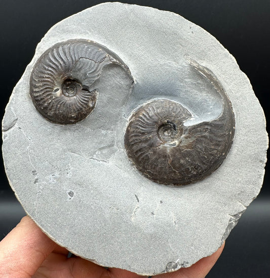 Eleganticeras Elegantulum Ammonite fossil with box and stand - Whitby, North Yorkshire Jurassic Coast, Yorkshire Fossils