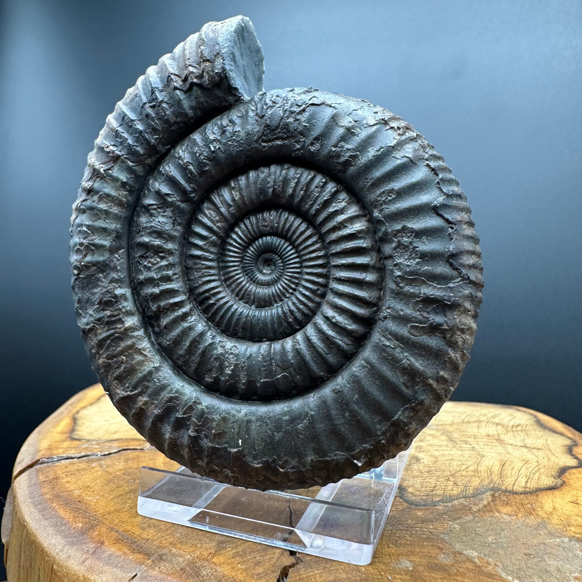 Dactylioceras Ammonite Fossil With box and Stand - Whitby, North Yorkshire Jurassic Coast Yorkshire Fossils