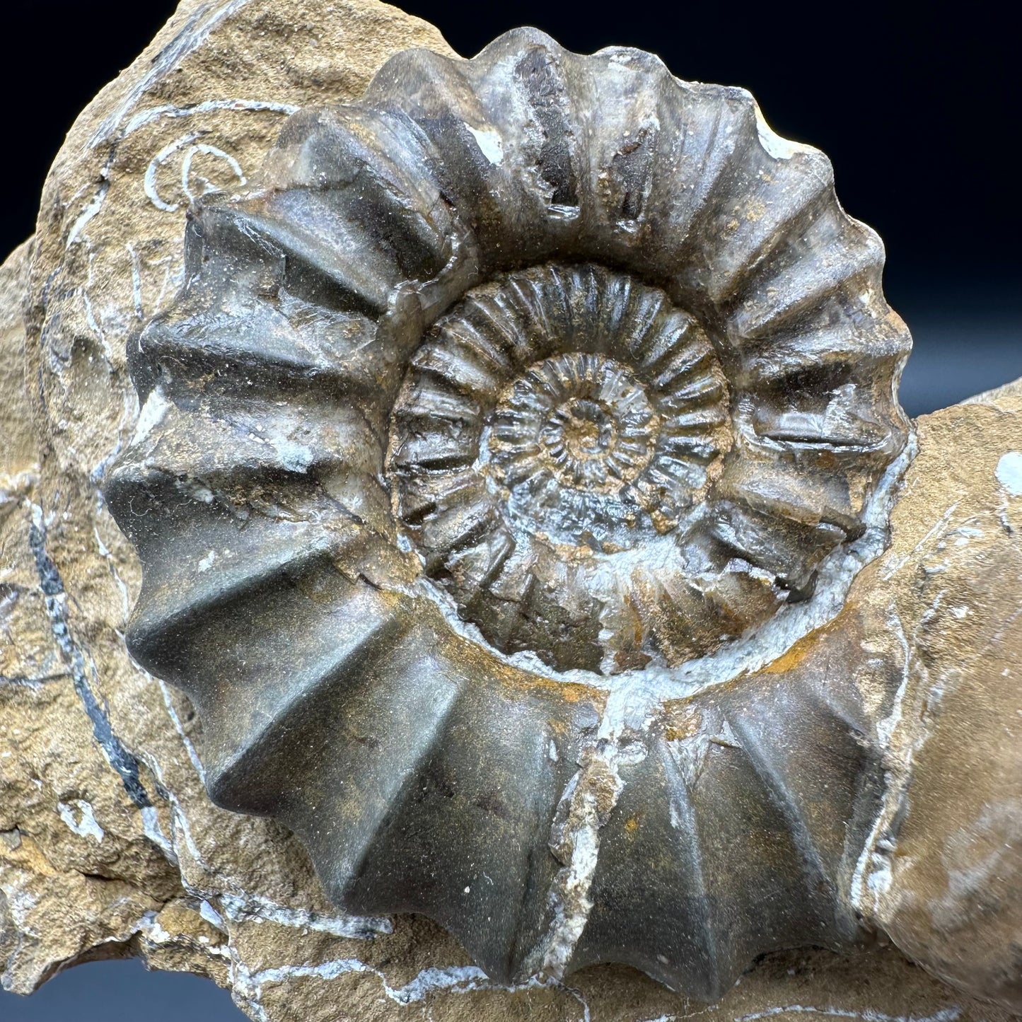 Androgynoceras Capricornus ammonite fossil - Whitby, North Yorkshire Jurassic Coast Yorkshire Fossils