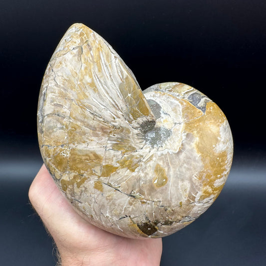 Cenoceras Nautilus Fossil With Stand - Middle Cretaceous Madagascar