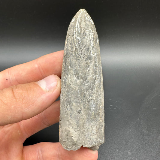 Belemnite (Fossil Squid) shell fossil with box and stand - Whitby, North Yorkshire Jurassic Coast Yorkshire Fossils