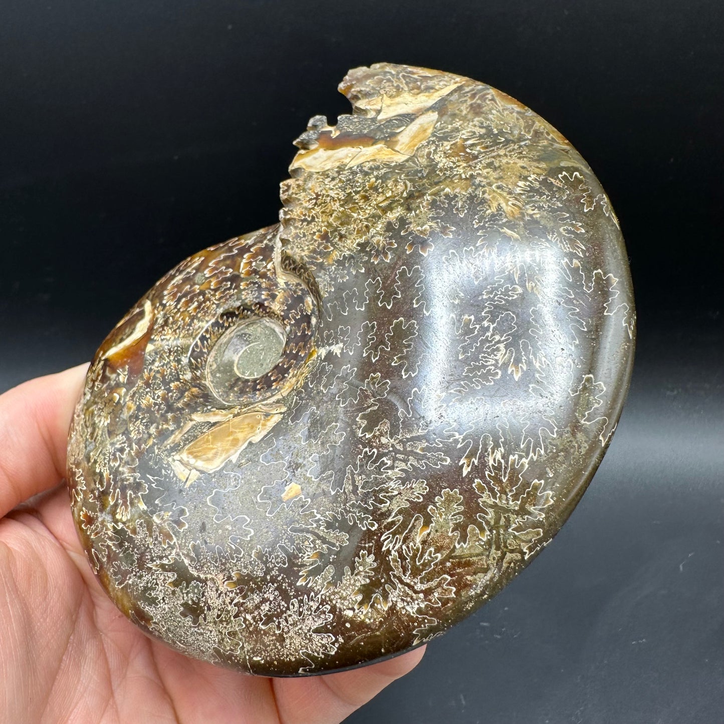 Cleoniceras Ammonite Fossil With Box And Stand - Cretaceous Ammonite Madagascar