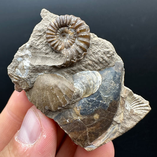 Androgynoceras capricornus Ammonite Fossil With Stand - Whitby, North Yorkshire Jurassic Coast Yorkshire Fossils