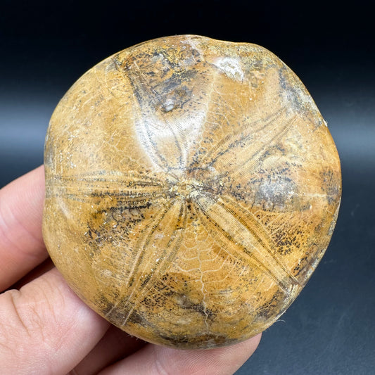 Holectypus Sea Urchin Fossil With Box And Stand - Middle Jurassic Madagascar