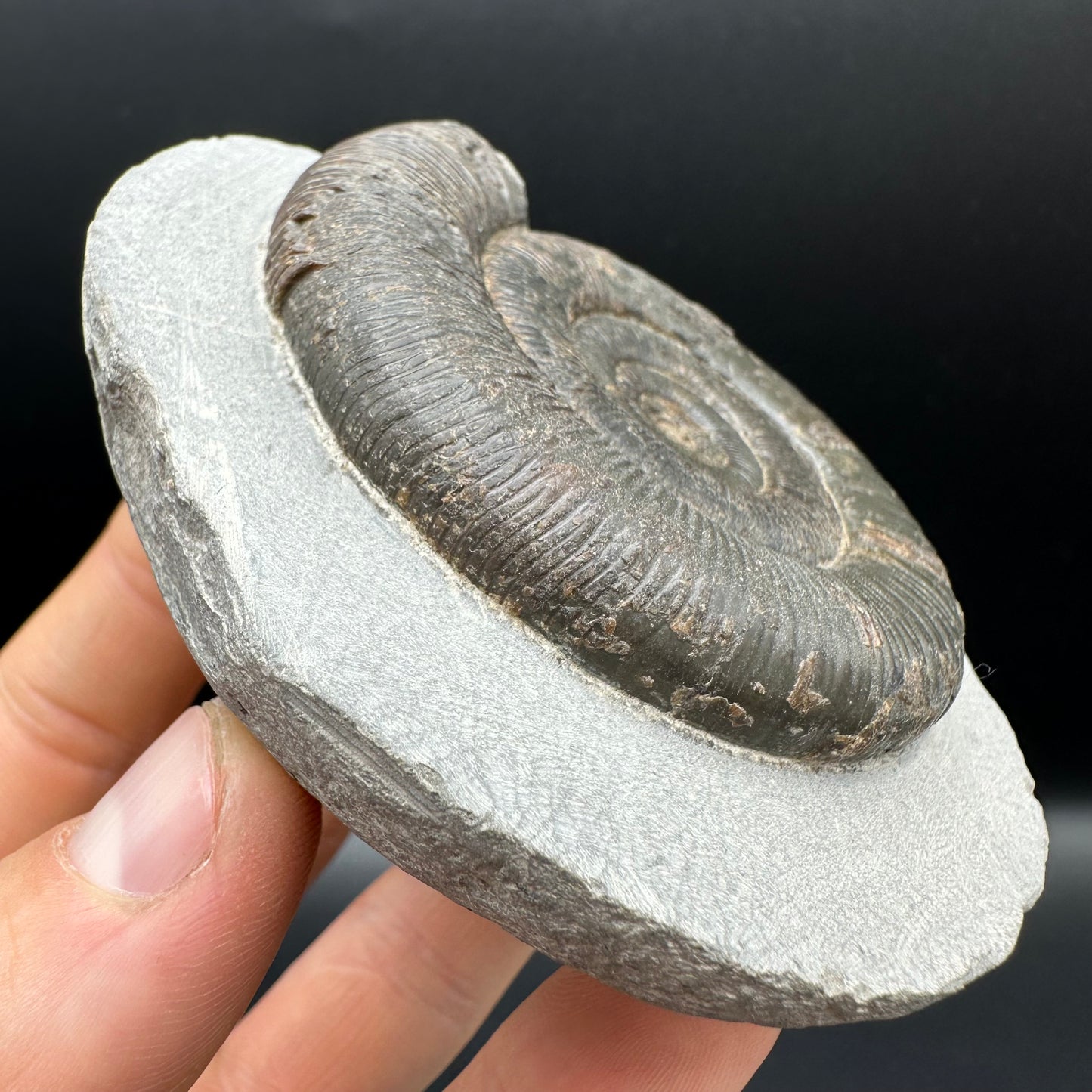 Dactylioceras tenuicostatum Ammonite fossil with box and stand - Whitby, North Yorkshire Jurassic Coast