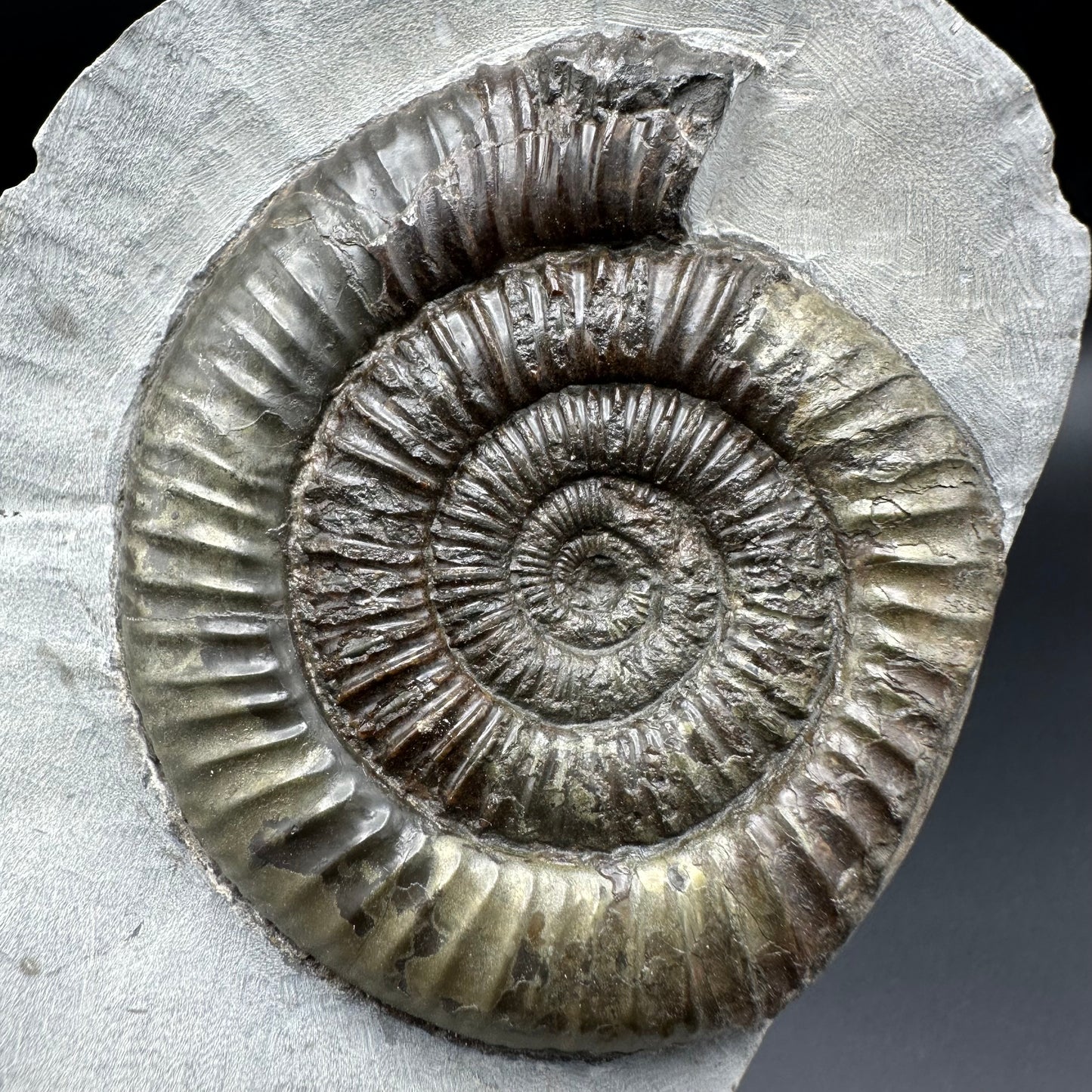 Dactylioceras Ammonite Fossil - Whitby, North Yorkshire Jurassic Coast Yorkshire Fossils