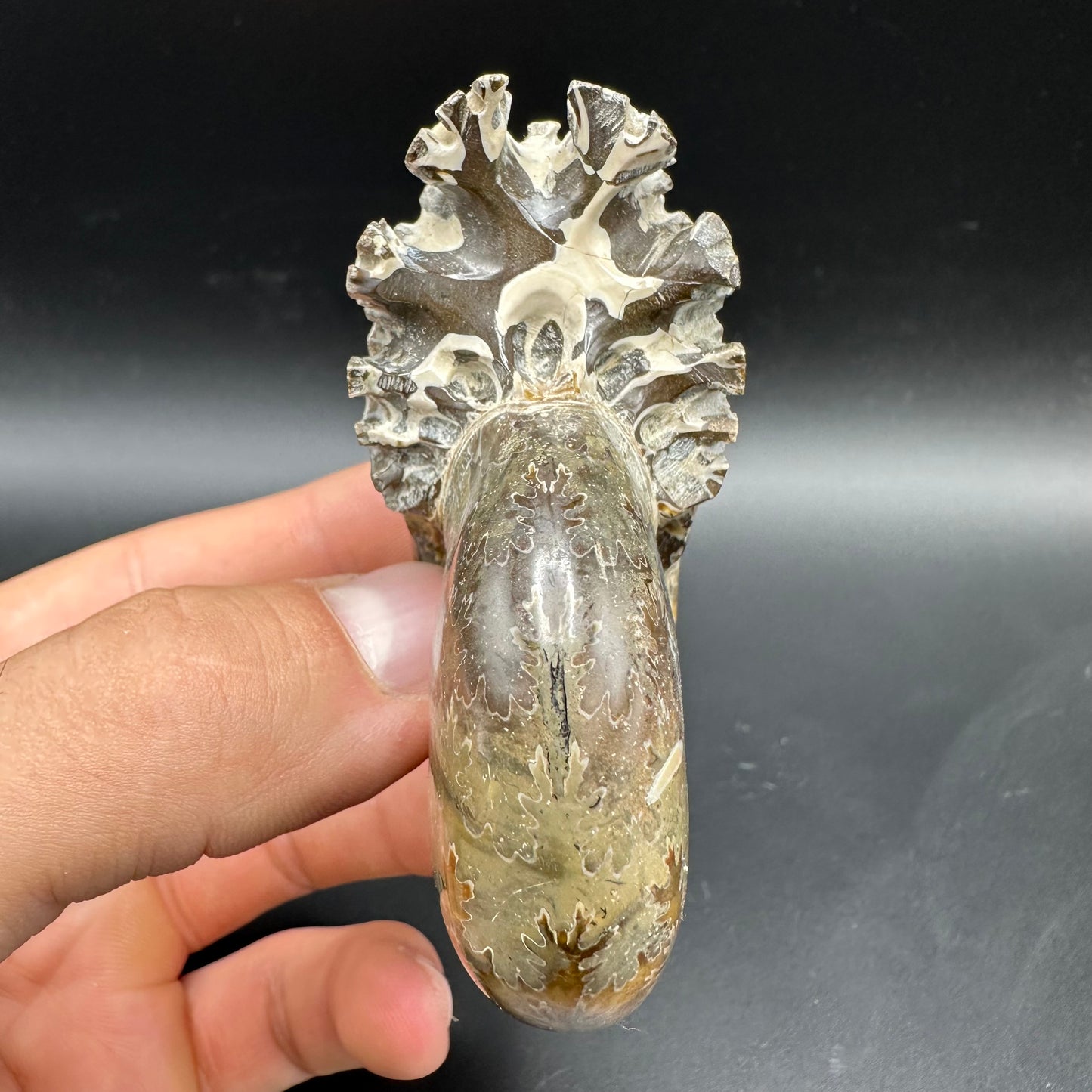 Puzosia Ammonite Fossil With Box And Stand - Cretaceous Ammonite Madagascar