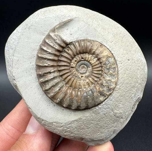 Arnioceras ammonite shell fossil with box and stand - Whitby, North Yorkshire Jurassic Coast Yorkshire Fossils