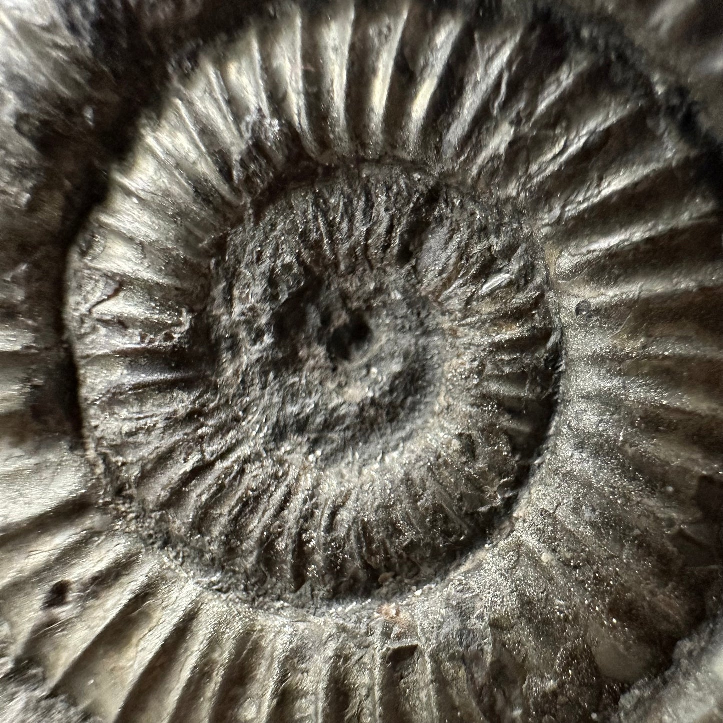 Dactylioceras Ammonite Fossil With box and Stand - Whitby, North Yorkshire Jurassic Coast Yorkshire Fossils