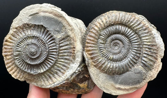 Dactylioceras Ammonite nodule (split pair) Fossil With Stand - Whitby, North Yorkshire Jurassic Coast Yorkshire Fossils