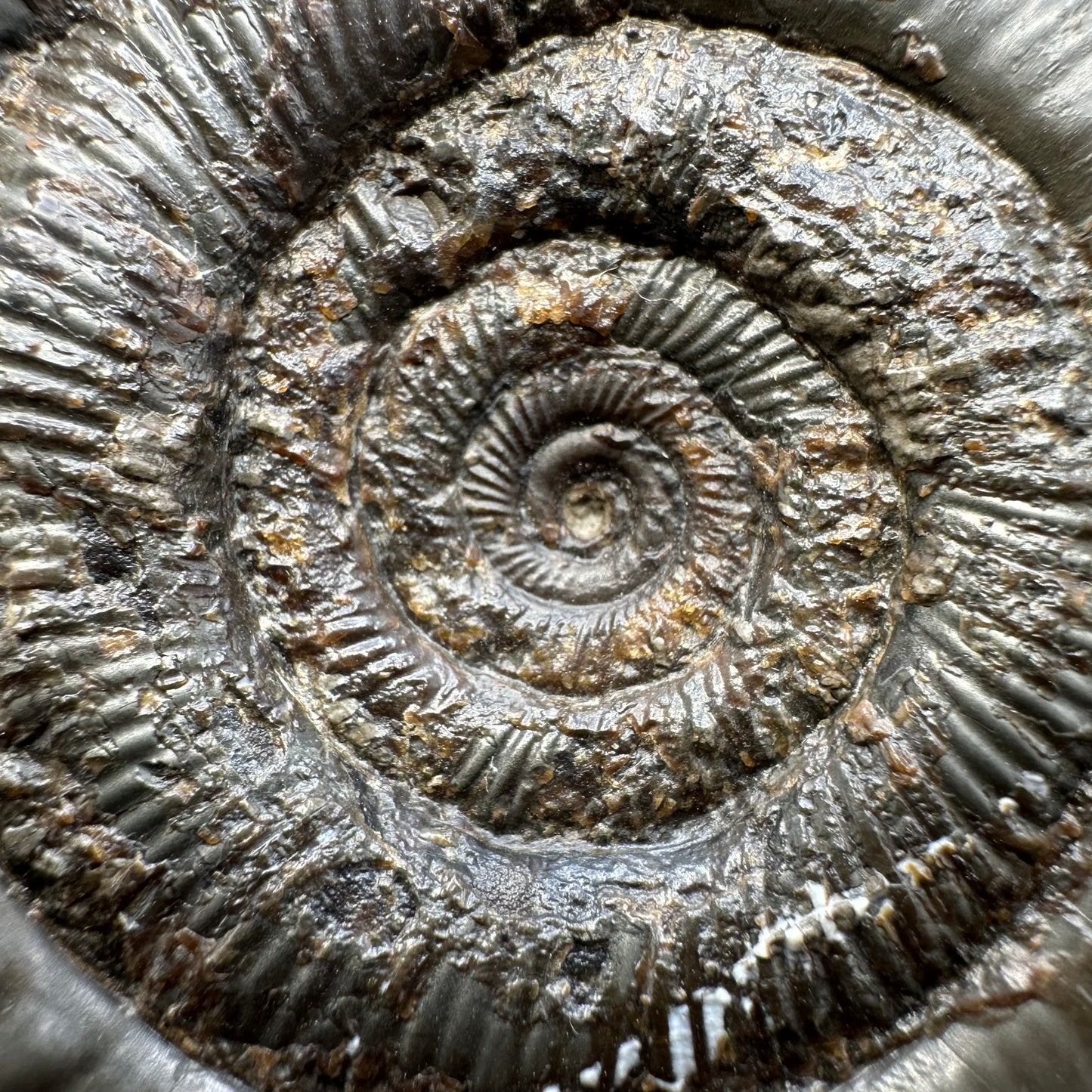 Dactylioceras tenuicostatum ammonite fossil with box and stand - Whitby, North Yorkshire Jurassic Coast