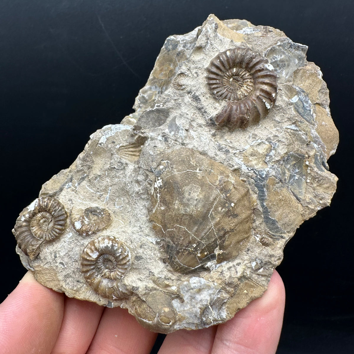 Androgynoceras capricornus Ammonite Fossil With Stand - Whitby, North Yorkshire Jurassic Coast Yorkshire Fossils