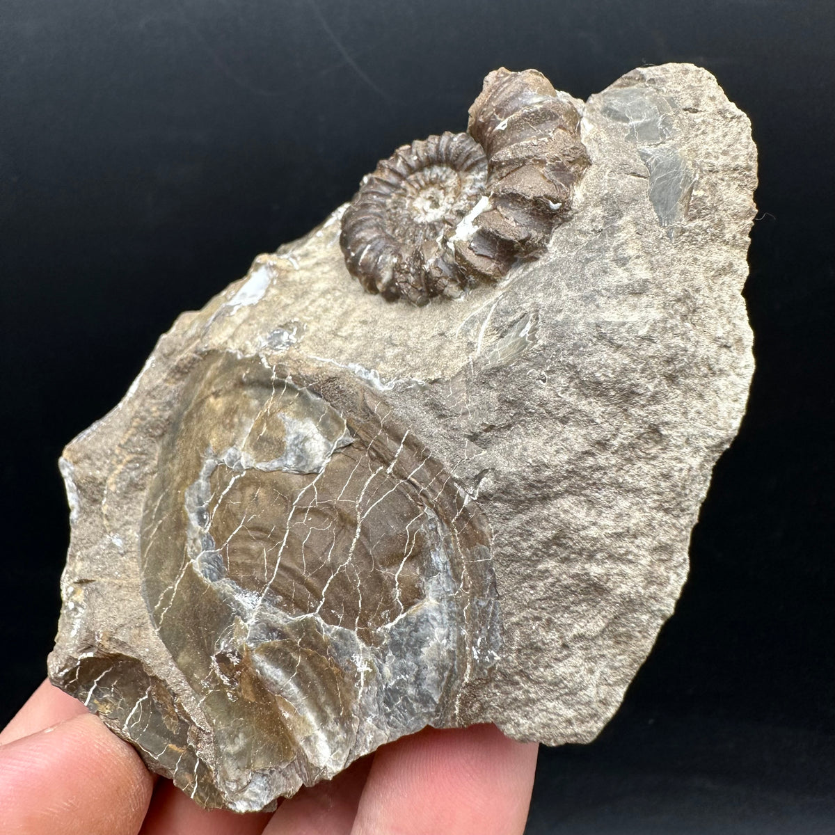 Androgynoceras capricornus Ammonite Fossil With Stand - Whitby, North Yorkshire Jurassic Coast Yorkshire Fossils