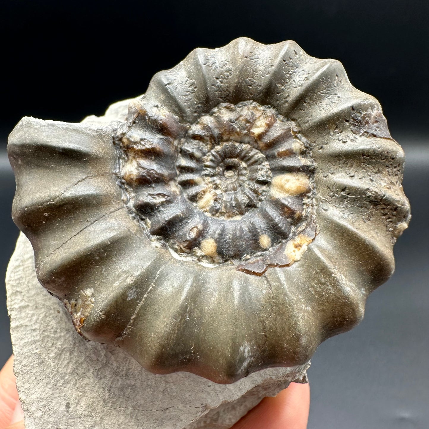 Androgynoceras maculatum ammonite fossil with gift box and stand - Whitby, North Yorkshire Jurassic Coast Yorkshire Fossils