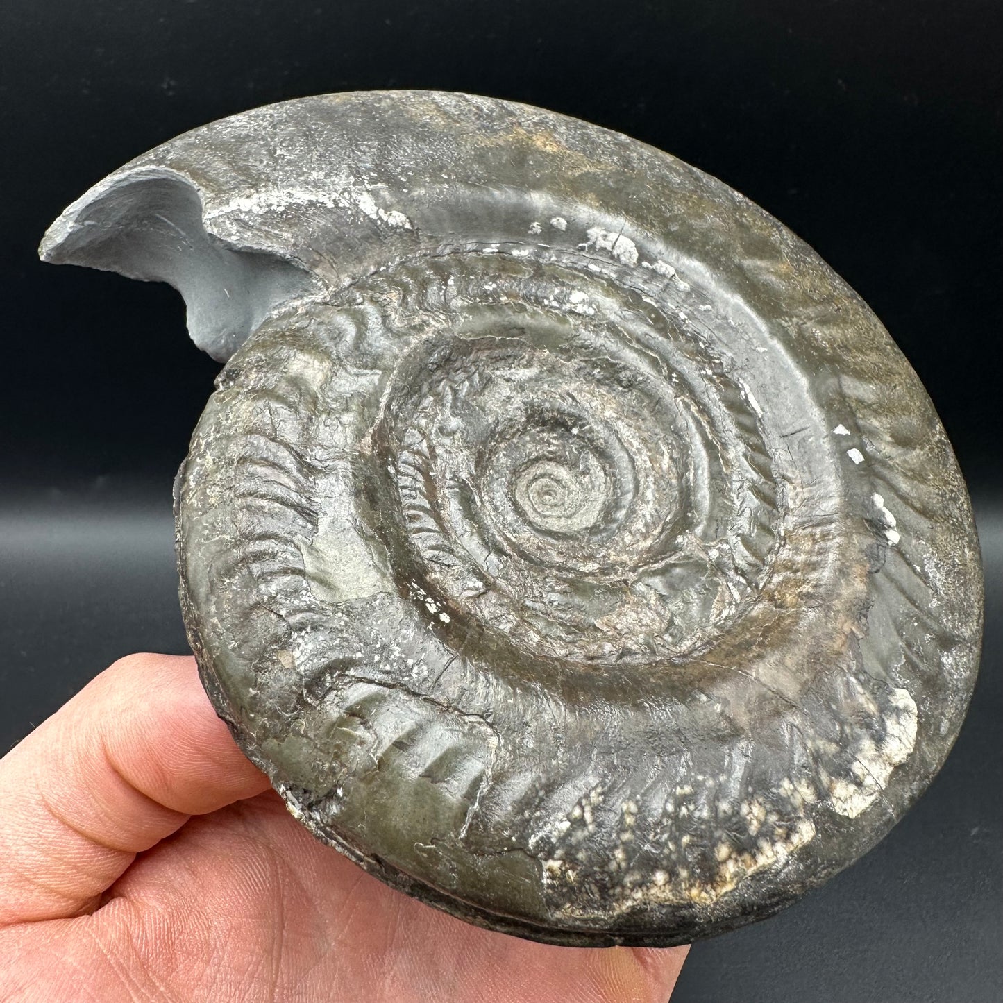 Hildoceras Bifrons Ammonite fossil - Whitby, North Yorkshire Jurassic Coast, Yorkshire Fossils from the Jurassic Coast