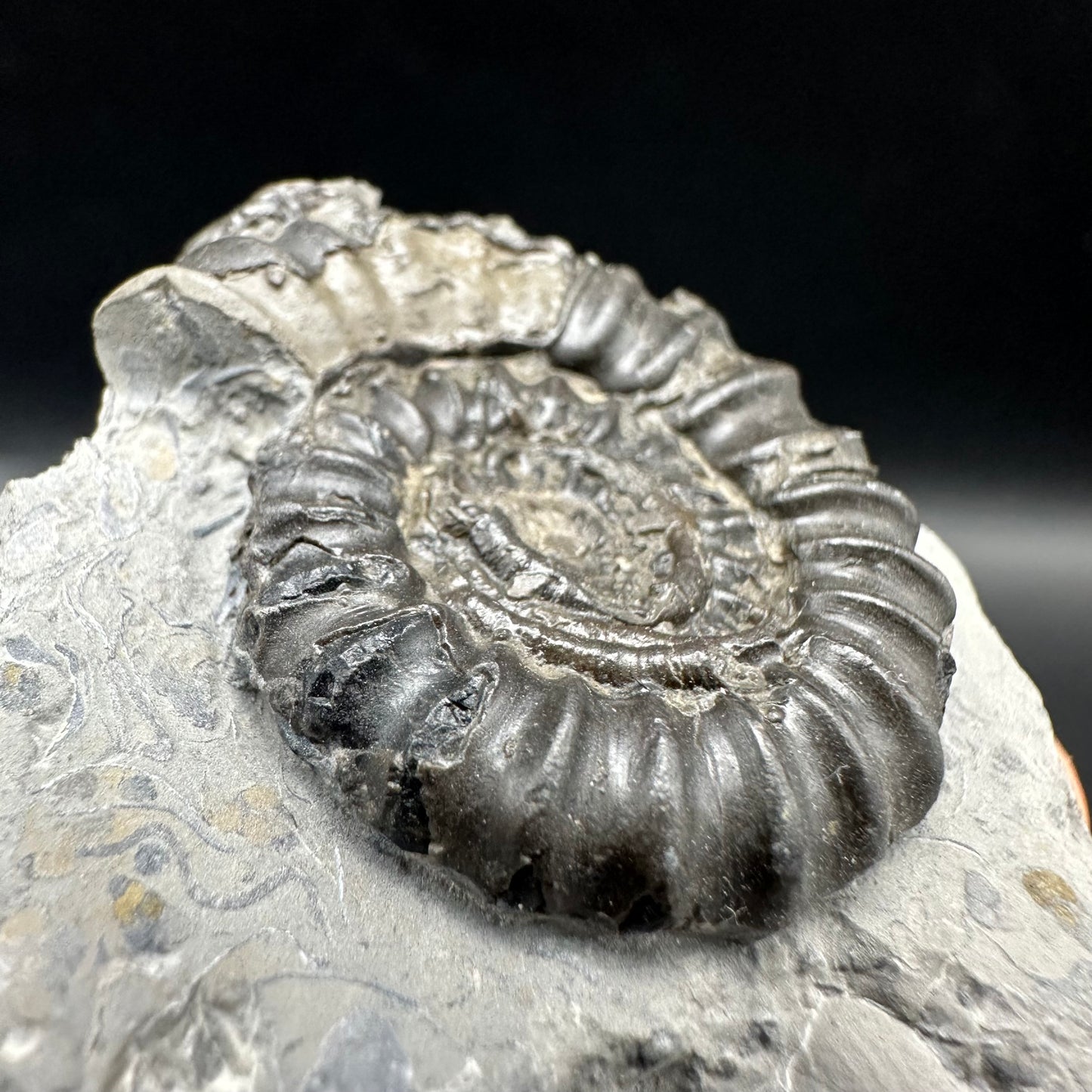 Gagaticeras Ammonite fossil with box and stand - Whitby, North Yorkshire Jurassic Coast Yorkshire Fossils